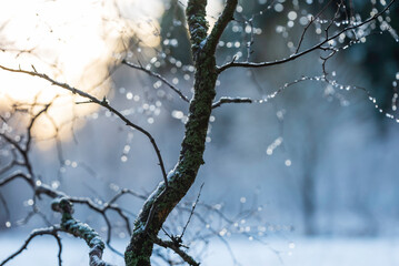 Tree in the snow. Åland Islands, Finland