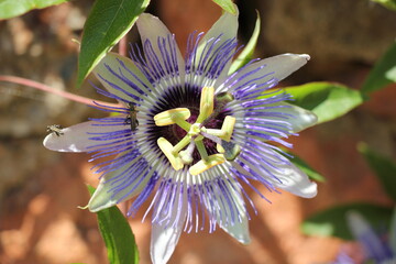 A closeup of a purple flower
