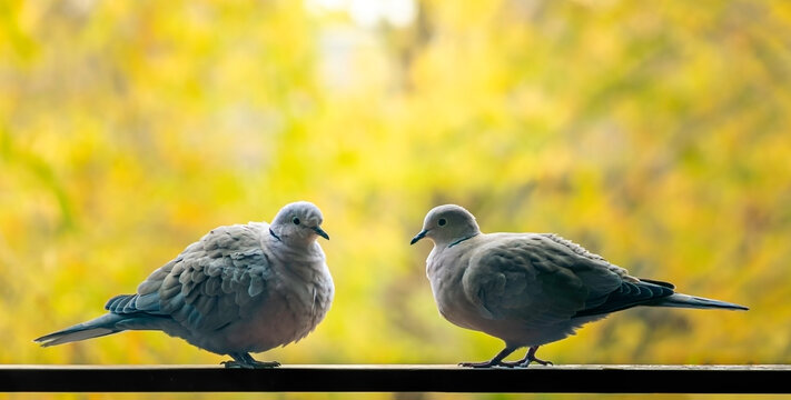 Two Eurasian collared doves (Streptopelia decaocto). Turtle doves or pigeons perched on a railing