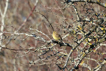 Yellowhammer in winter on a branch