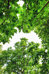 Obraz premium 新緑