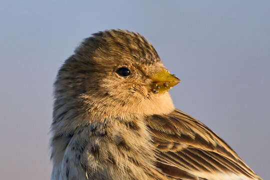 Twite (Linaria flavirostris)