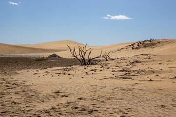 sand dunes . Famous natural park Maspalomas dunes in Gran Canaria at sunset, Canary island, Spain