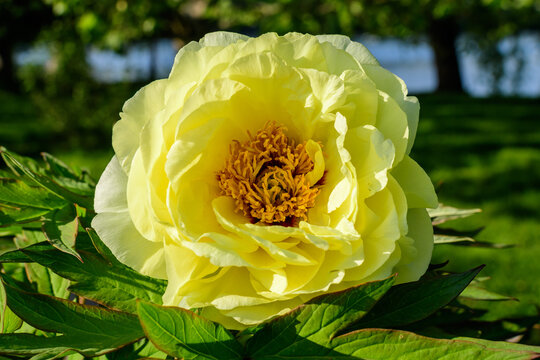 Bush with one large delicate yellow peony flower with small green leaves in a sunny spring day, beautiful outdoor floral background photographed with selective focus