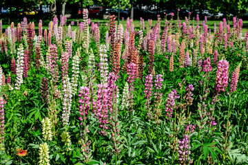 Many vivid pink flowers of Lupinus, commonly known as lupin or lupine, in full bloom and green grass in a sunny spring garden, beautiful outdoor floral background