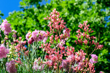 Obraz premium Close up of many small delicate vivid pink carnation flowers (Dianthus caryophyllus) in a garden in a sunny summer day, beautiful outdoor floral background photographed with soft focus