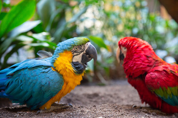 Parrots: scarlet macaw. Couple blue-and-red macaws