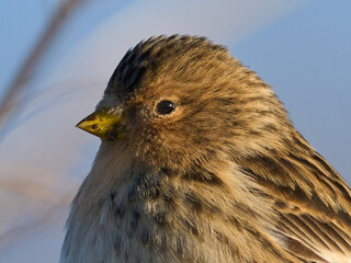 Twite (Linaria flavirostris)
