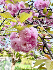 봄날 만발한 분홍색 겹벚꽃