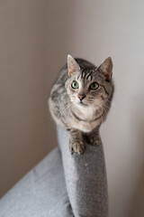 見つめる猫　サバトラ猫