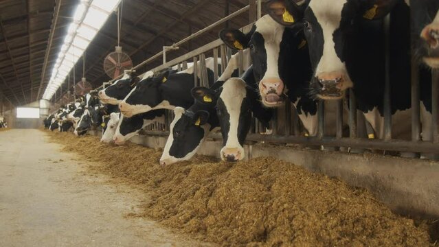 A barn filled with cows eating animal feed