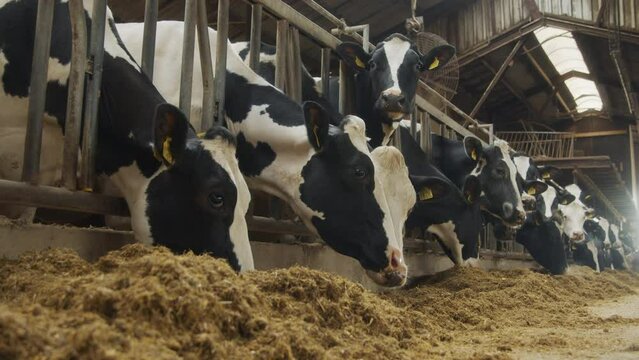 A barn filled with cows eating grains