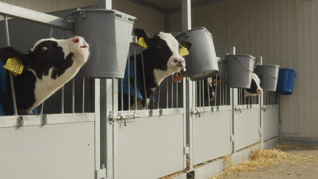 Baby cows looking out of their barn and mooing