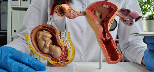 Doctor explains process of fertilization to patient on artificial models of uterus and fetus