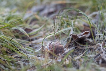 Frozen walnut in the grass