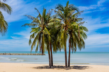 Vue horizontale de palmiers sur la plage de Chaosamran