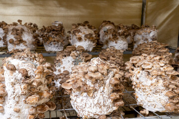 Shiitake mushrooms are medicinal mushrooms, rich in amino acids, proteins, help balance blood pressure and strengthen the immune system