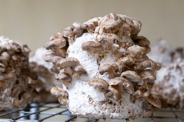 Shiitake mushrooms are medicinal mushrooms, rich in amino acids, proteins, help balance blood pressure and strengthen the immune system