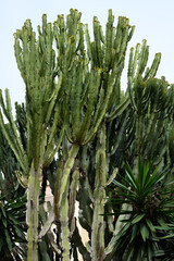 Huge Mediterranean cactus
