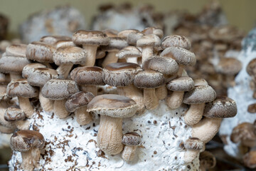 Shiitake mushrooms are medicinal mushrooms, rich in amino acids, proteins, help balance blood...