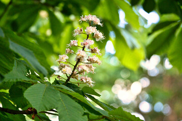 chestnut blossom on the branch of a chestnut tree. White flowers on the dagger - obrazy, fototapety, plakaty