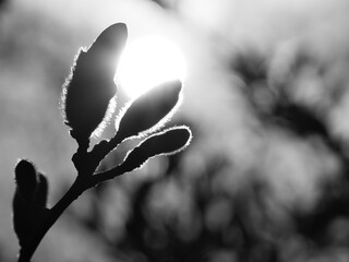 Magnolia buds on a magnolia tree taken in black and white with the moon background