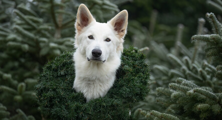 dog dogs 