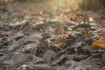 Heap of leaves in morning