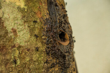 Stingless bees coming in and out beehive