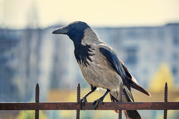 The hooded crow (Corvus cornix), also called the scald-crow or hoodie perches on a rusty fence