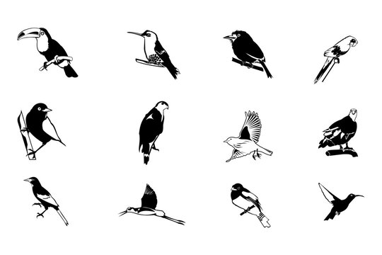Birds silhouette Set. Silhouettes birds transparent back grounds