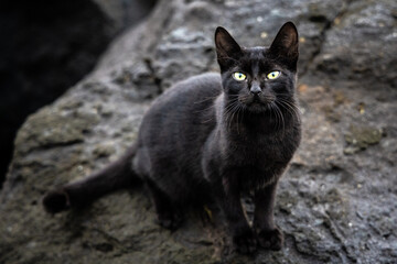 Black cat with intense eyes sitting on a rock outdoors