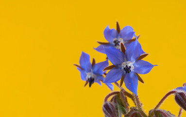 Fototapeta na wymiar Detail of the blue flowers of the borage plant isolated on a yellow background.