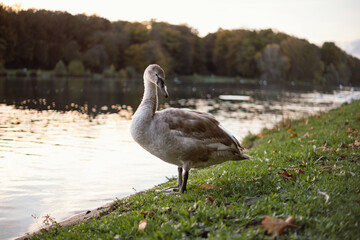 Enten am Denksteinen Weiher Köln