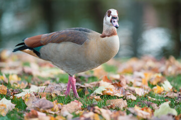 Ente am Lindenthaler Kanal