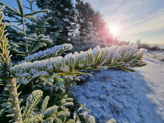 Sonne scheint auf Winterlandschaft im Wald - obrazy, fototapety, plakaty