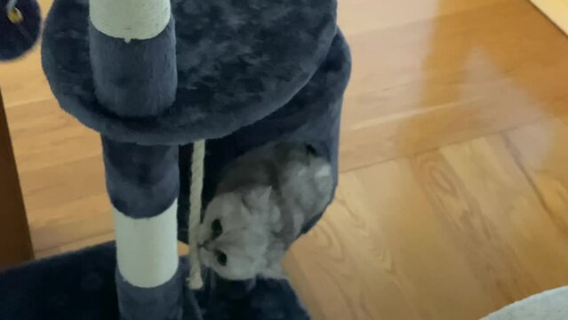 Cute persian cat playing with her toy on cat tower. cat very happy with Christmas gift.