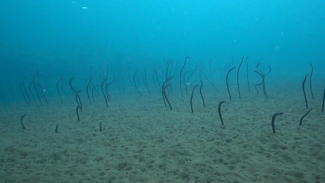 Underwater slow motion shot of garden eels on sandy bottom