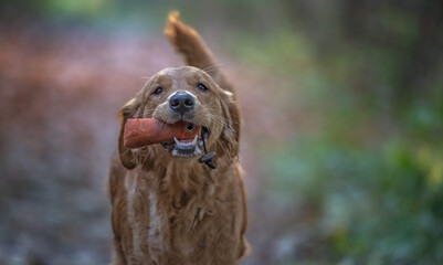 dog dogs 