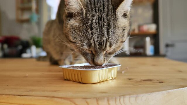 Domestic cute tabby cat eating wet pet food from tin can on the table. Healthy kitten eating food with appetite. Health of pets