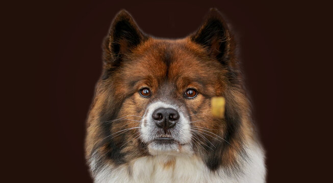 dog dogs 