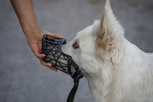 dog dogs 