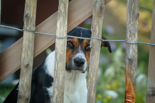 portrait of a dog