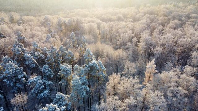Aerial footage of flight over frozen treetops in the forest in winter at sunrise