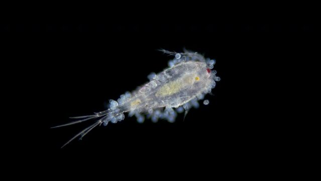 Crustacea Copepoda and ciliate Vorticella under microscope. Video shows a colony of Ciliophora attached to the body of crustacean. Fresh water