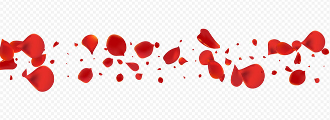 Delicate Sakura Japan Vector Panoramic