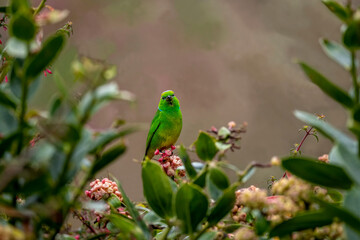 Golden browned chlorophonia in the forest