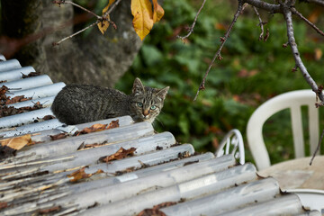 Cat on the roof