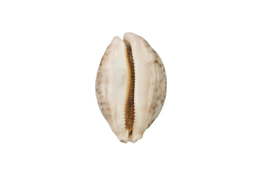 Tiger Cowry on isolated