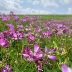 Fototapeta premium field of flowers